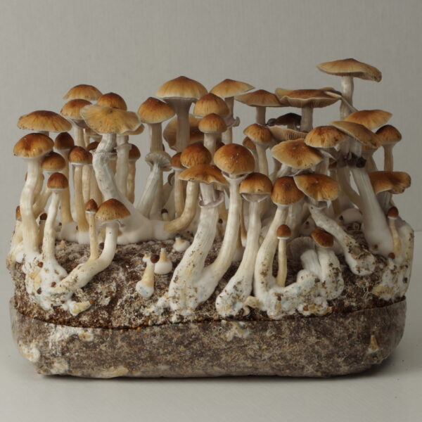 Ready-To-Grow bag McKennaii