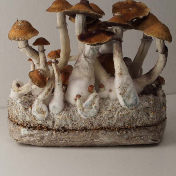 Ready-To-Grow bag Tidal Wave 4