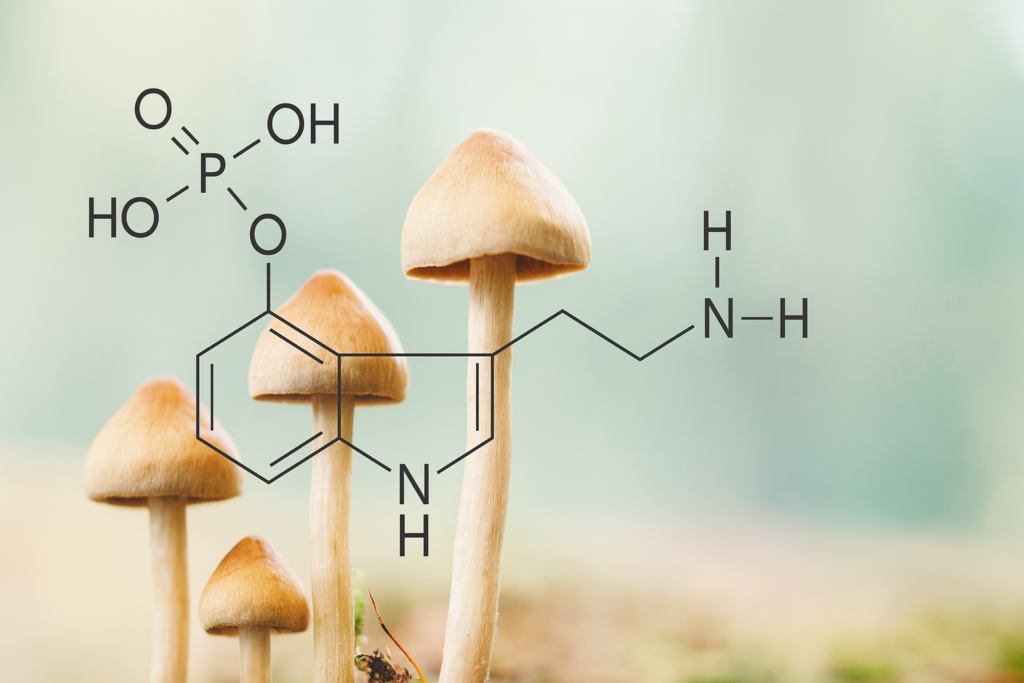 Norbaeocystin – a mysterious alkaloid in the world of psilocybin mushrooms