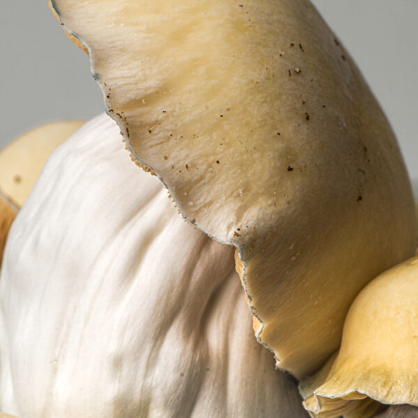 Bluey Vuitton grow kit – close-up, detail 2
