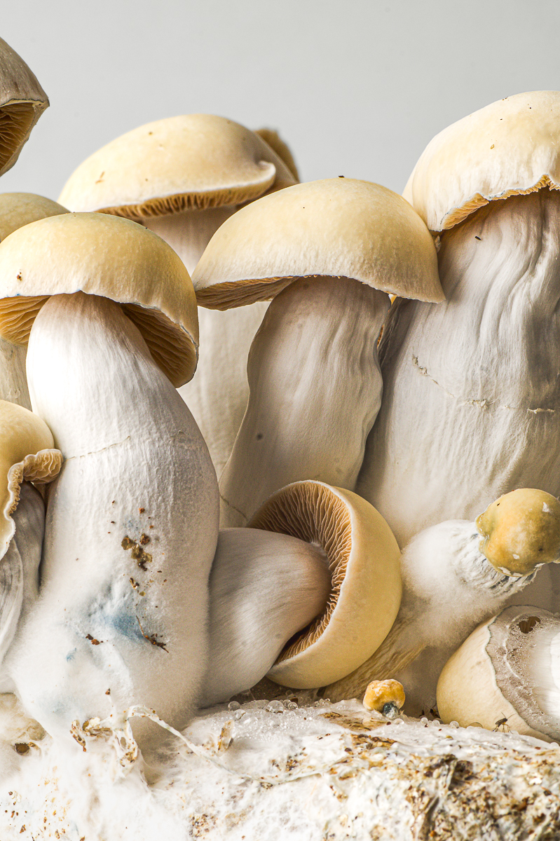 Bluey Vuitton grow kit – close-up, detail 3