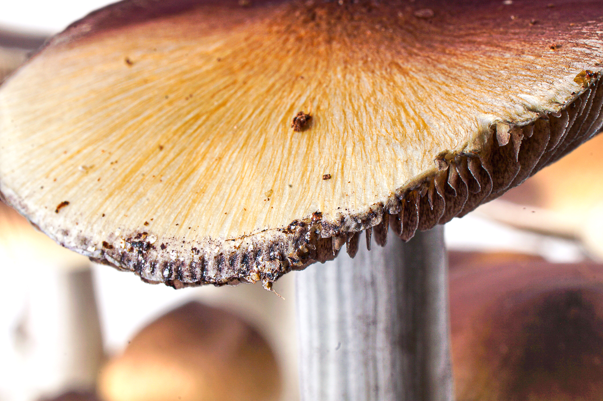 Growkit Golden Teacher – primer plano, detalle 3