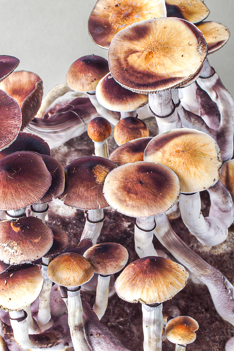Growkit Golden Teacher – primer plano, detalle 7