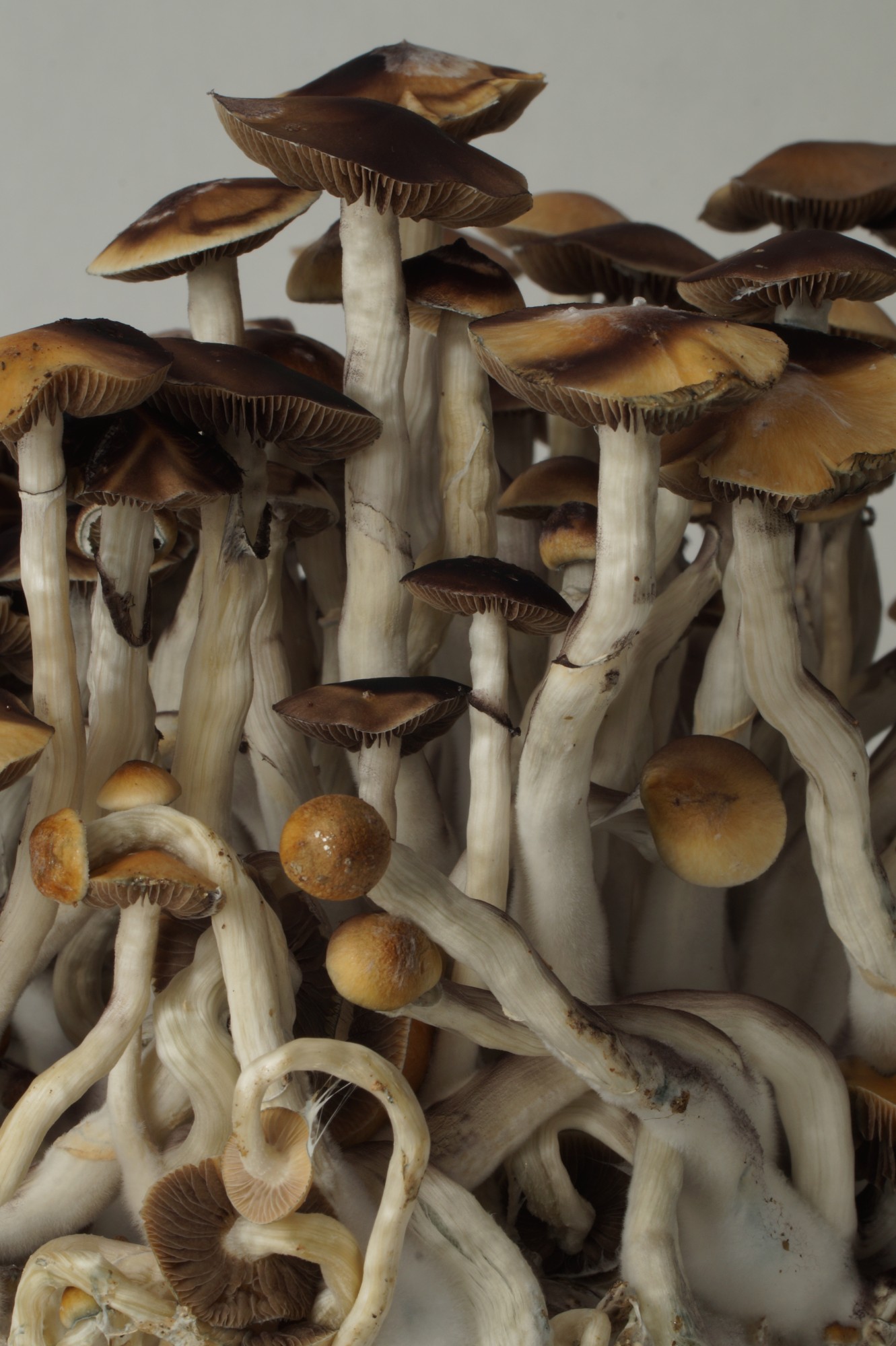 Growkit Mazatapec – primer plano, detalle 1