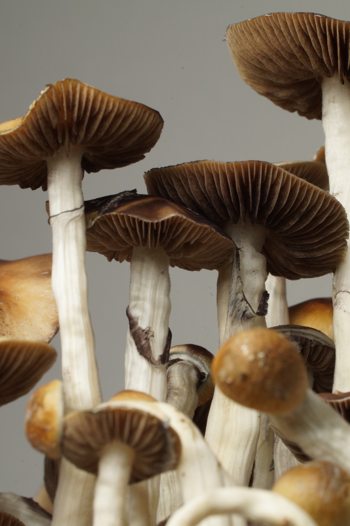 Growkit Mazatapec – primer plano, detalle 3