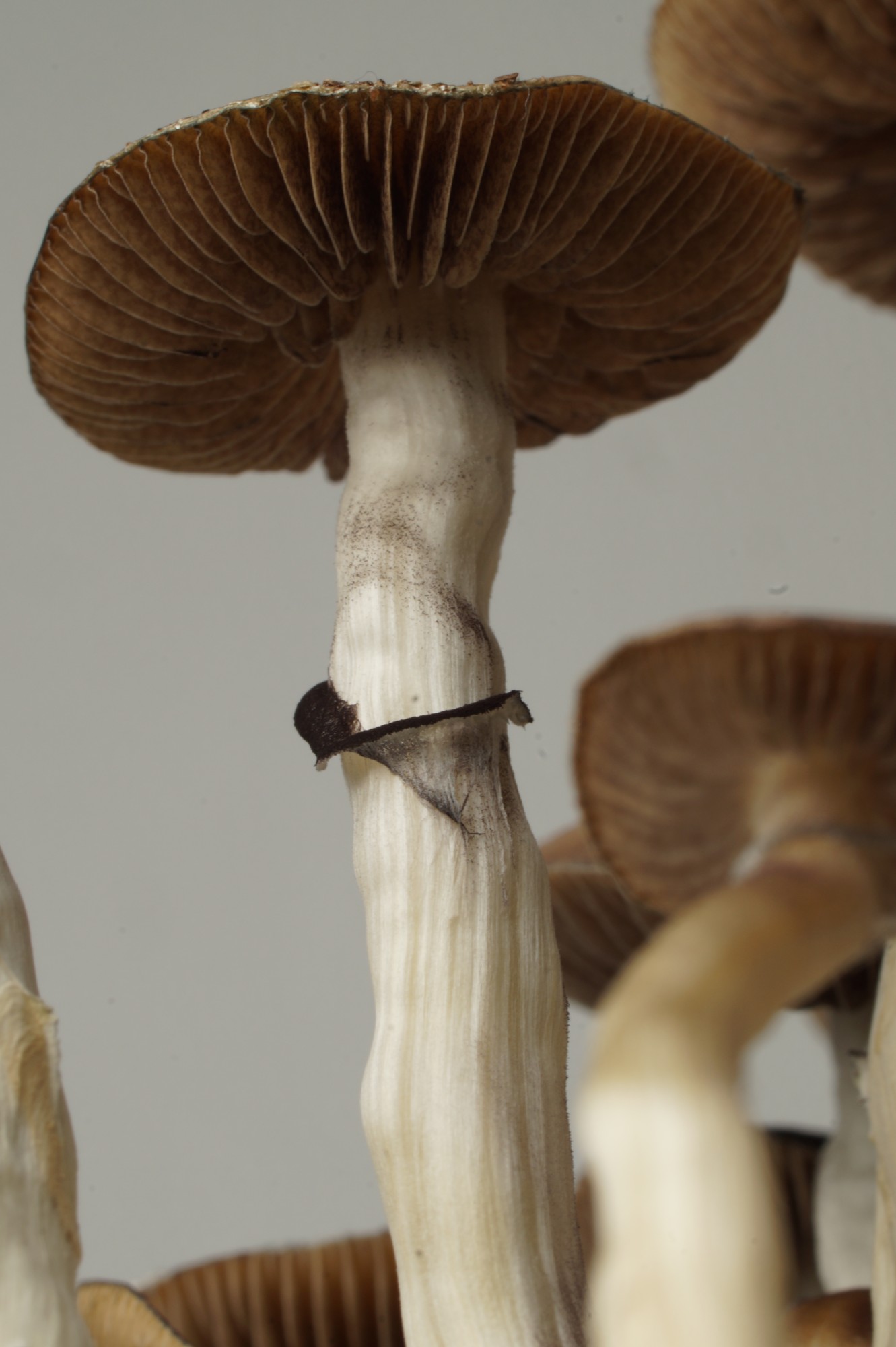 Growkit Mazatapec – primer plano, detalle 5