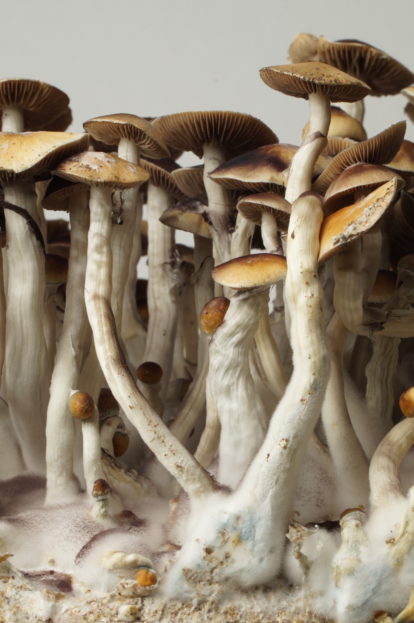 Growkit Mazatapec – primer plano, detalle 6