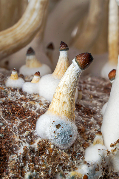 Growkit McKennaii – primer plano, detalle 1