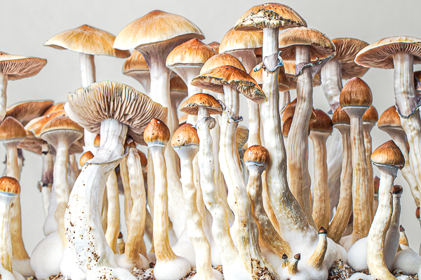 Growkit McKennaii – primer plano, detalle 2