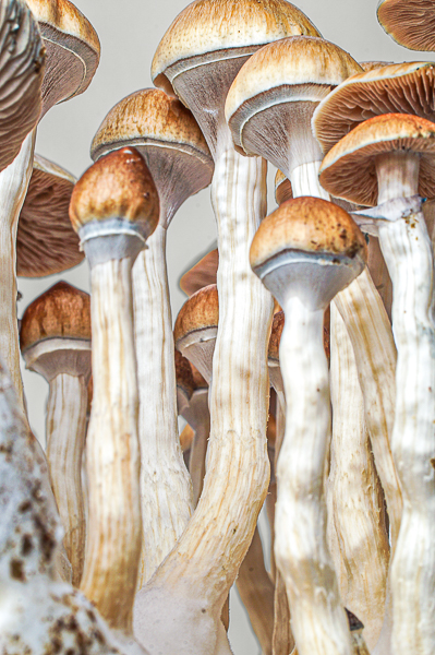 Growkit McKennaii – primer plano, detalle 3