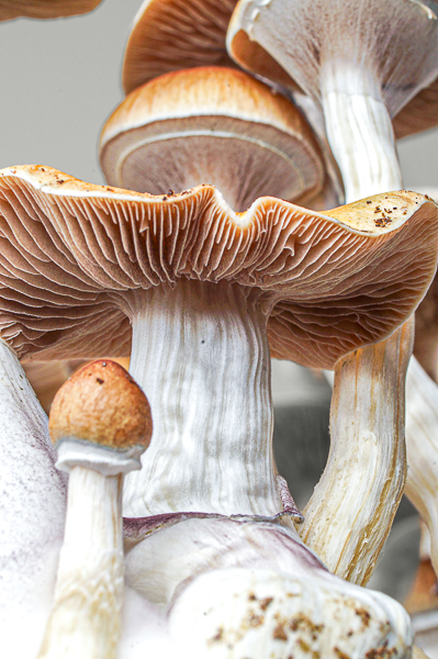 Growkit McKennaii – primer plano, detalle 4