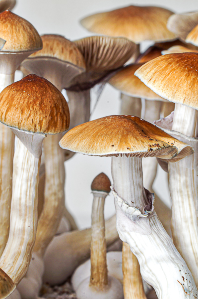Growkit McKennaii – primer plano, detalle 6