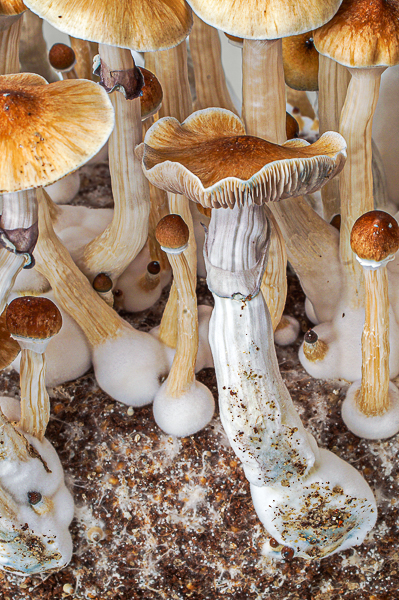 Growkit McKennaii – primer plano, detalle 7