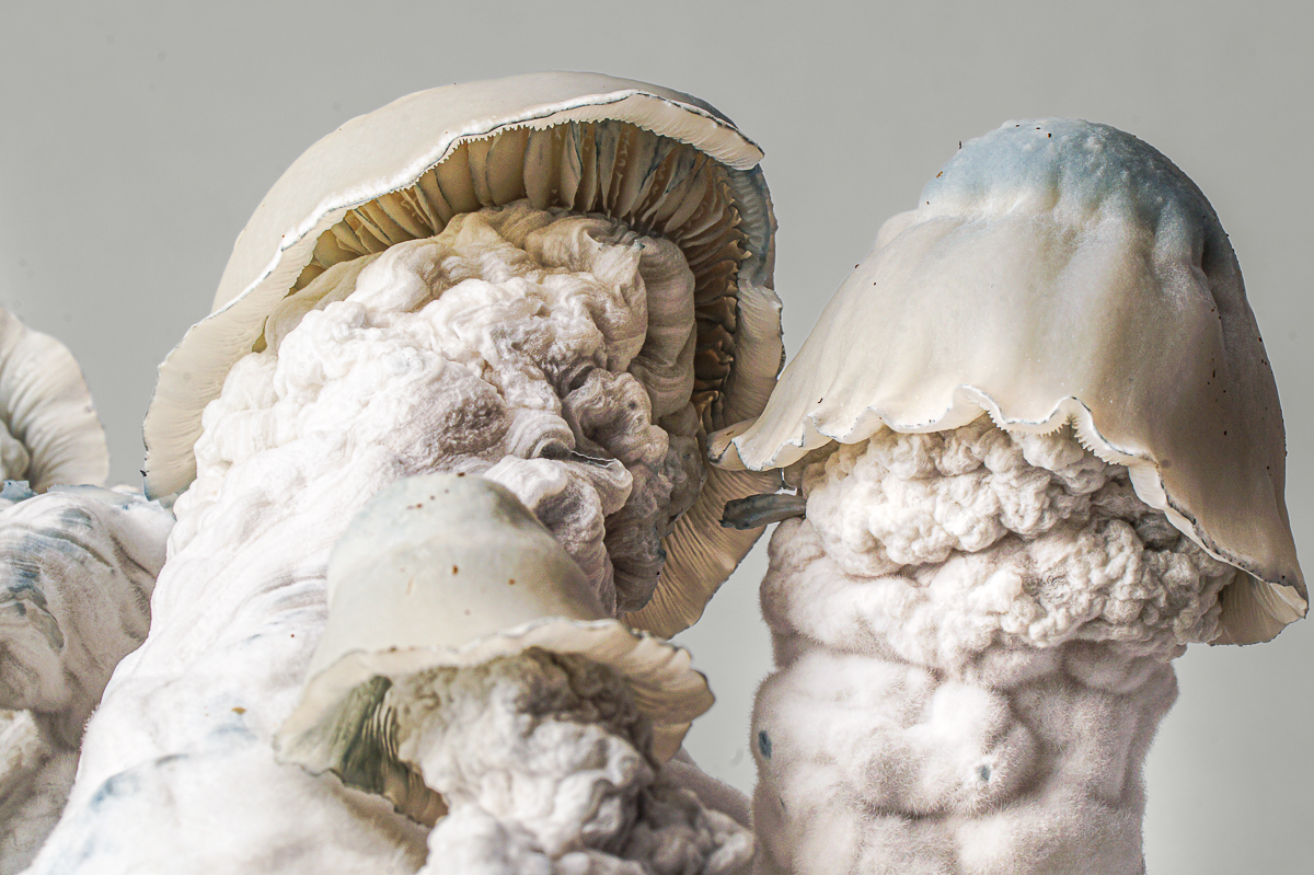Nutcracker grow kit – close-up, detail 1