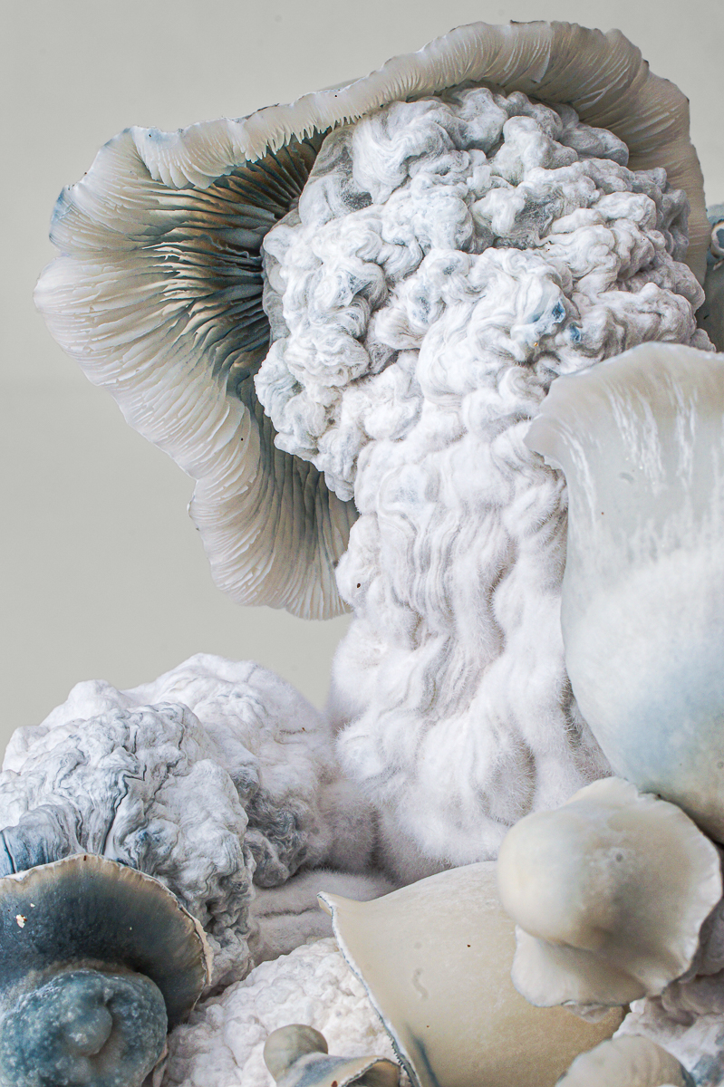 Nutcracker grow kit – close-up, detail 3