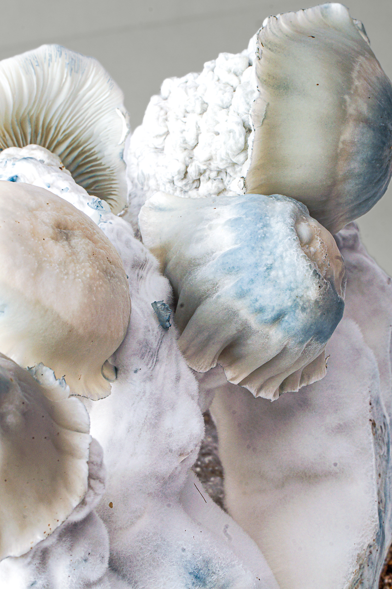 Nutcracker grow kit – close-up, detail 4