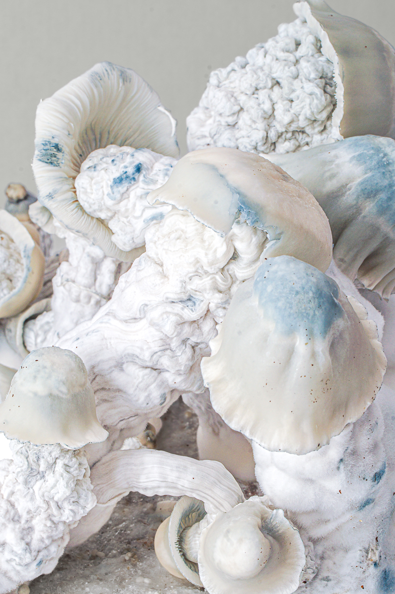 Nutcracker grow kit – close-up, detail 7