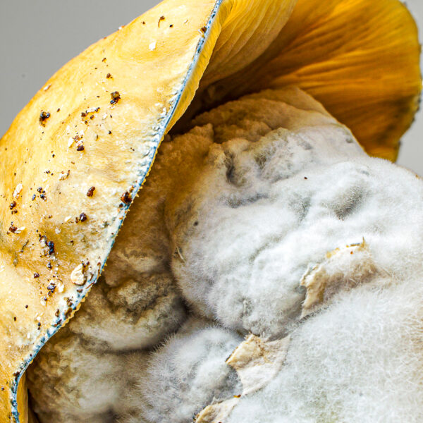 Too Big To Handle (TBTH) grow kit – close-up, detail 1