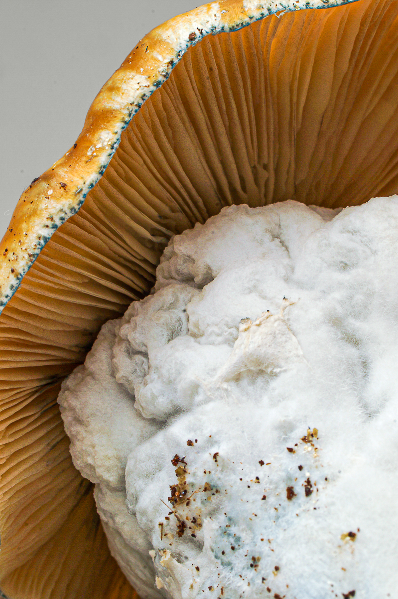 Too Big Too Handle (TBTH) grow kit – close-up, detail 2