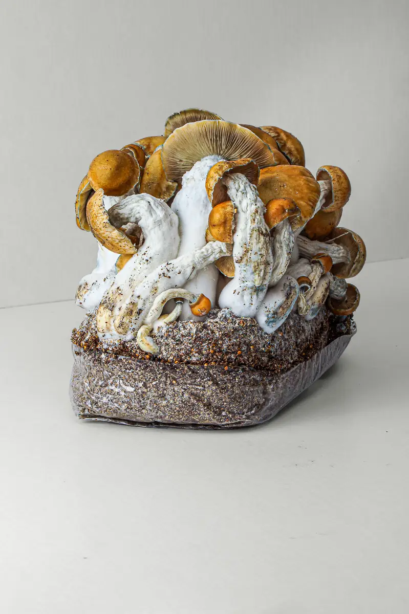 Ready-To-Grow bag Too Big To Handle (TBTH)